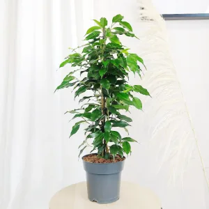 Fikus beniamiński (Ficus benjamina 'Danielle') 70cm