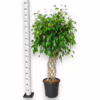 Fikus beniamiński (Ficus benjamina ‘Exotica’) 140-145cm