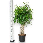 Fikus beniamiński (Ficus benjamina 'Exotica') 145cm