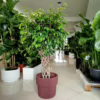 Fikus beniamiński (Ficus benjamina ‘Exotica’) 140-145cm