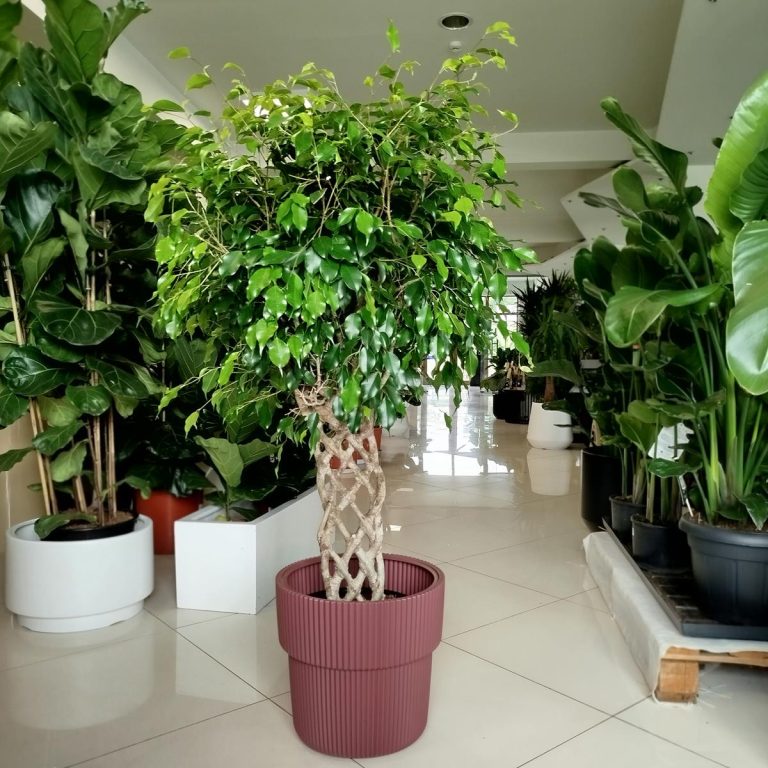 Fikus beniamiński (Ficus benjamina 'Exotica') 145cm