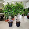 Fikus beniamiński (Ficus benjamina ‘Exotica’) 140-145cm