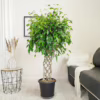 Fikus beniamiński (Ficus benjamina ‘Exotica’) 140-145cm