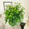Fikus beniamiński (Ficus benjamina ‘Exotica’) 140-145cm