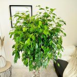 Fikus beniamiński (Ficus benjamina 'Exotica') 145cm