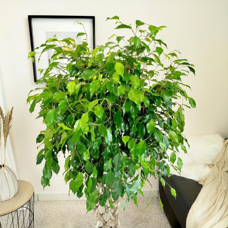 Fikus beniamiński (Ficus benjamina 'Exotica') 145cm
