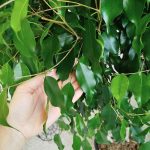 Fikus beniamiński (Ficus benjamina 'Exotica') 145cm