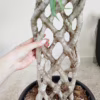 Fikus beniamiński (Ficus benjamina ‘Exotica’) 140-145cm