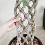 Fikus beniamiński (Ficus benjamina 'Exotica') 145cm