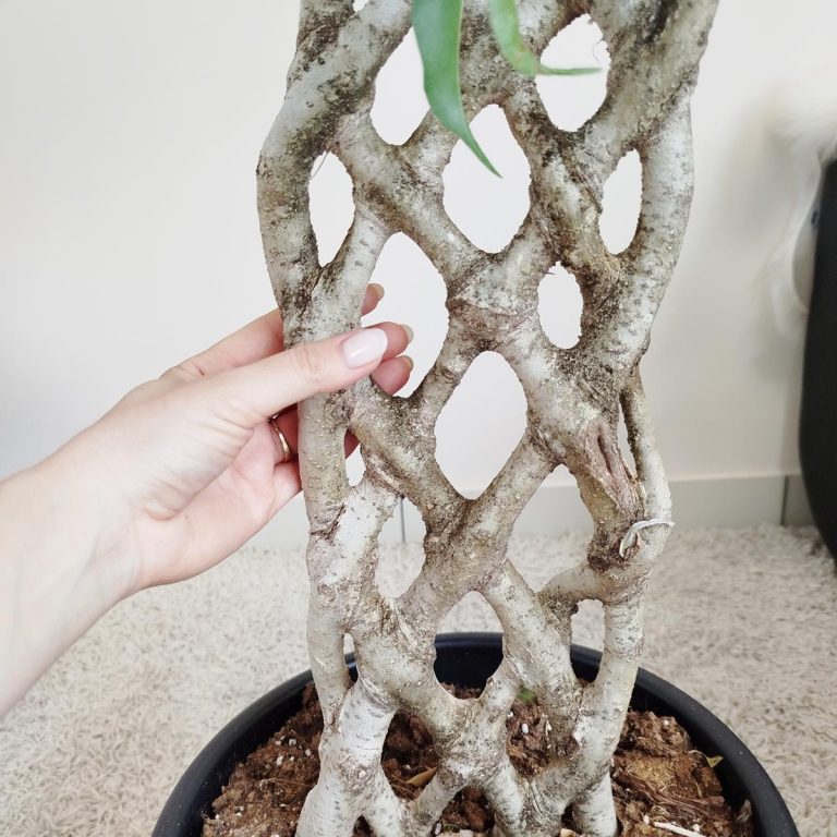 Fikus beniamiński (Ficus benjamina 'Exotica') 145cm