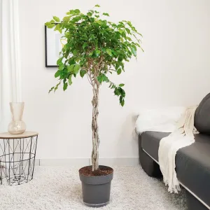 Fikus beniamiński (Ficus benjamina 'Exotica') 140cm