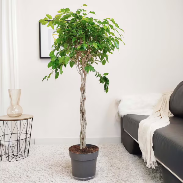 Fikus beniamiński (Ficus benjamina 'Exotica') 135-145cm