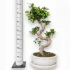 Bonsai figowiec tępolistny (Ficus Microcarpa 'Ginseng’) w donicy 70cm