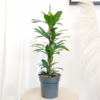 Fikus (Ficus ‘Cyathistipula’) 60-65cm