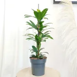 Fikus (Ficus 'Cyathistipula') 60cm