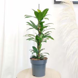 Fikus (Ficus 'Cyathistipula') 60-65cm