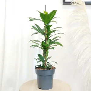 Fikus (Ficus 'Cyathistipula') 60cm