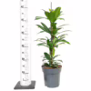 Fikus (Ficus ‘Cyathistipula’) 60-65cm