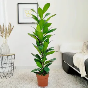 Fikus (Ficus 'Cyathistipula') 120cm