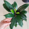 Fikus (Ficus ‘Cyathistipula’) 60-65cm