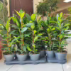 Fikus (Ficus ‘Cyathistipula’) 60-65cm