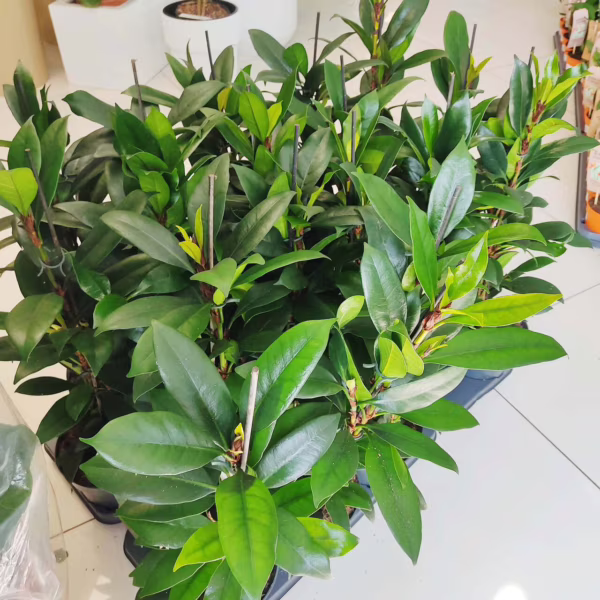 Fikus (Ficus 'Cyathistipula') 60-65cm