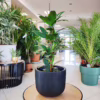 Fikus (Ficus ‘Cyathistipula’) 60-65cm
