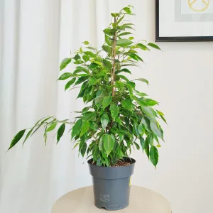 Fikus beniamiński (Ficus benjamina 'Danita') 70cm