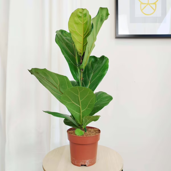 Fikus dębolistny (Ficus lyrata) 80cm