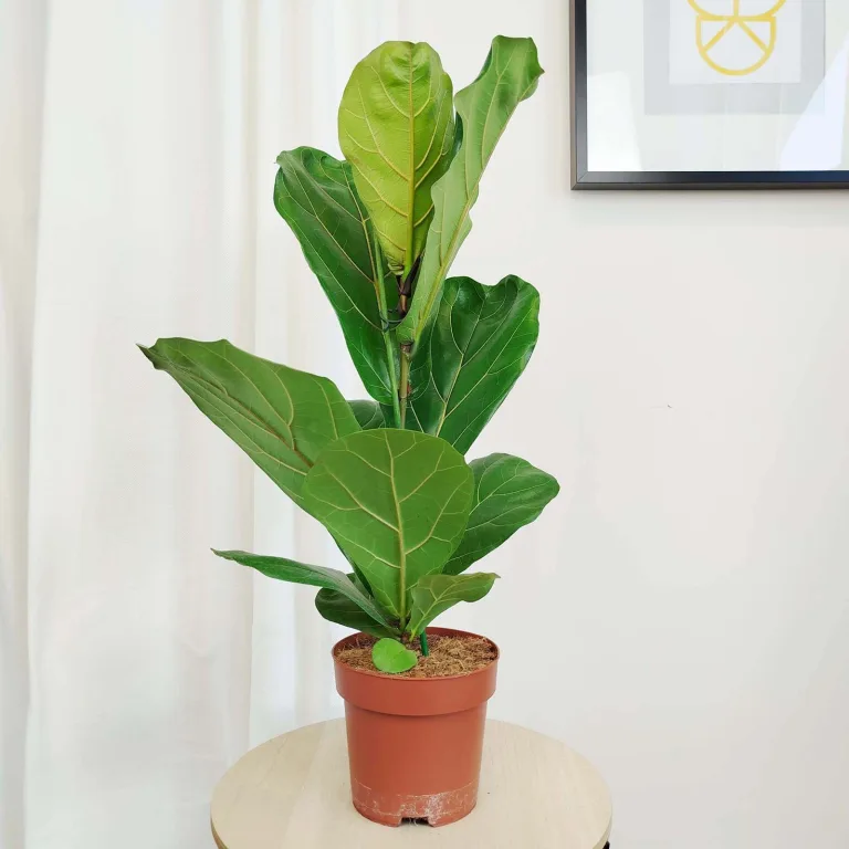 Fikus dębolistny (Ficus lyrata) 80cm