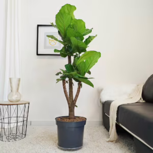 Fikus dębolistny (Ficus lyrata) 170cm