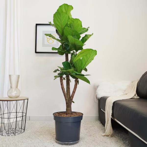 Fikus dębolistny (Ficus lyrata) 160-170cm