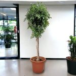 Fikus tępy (Ficus microcarpa 'Nitida') 230cm