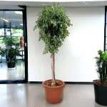 Fikus tępy (Ficus microcarpa 'Nitida') 230cm