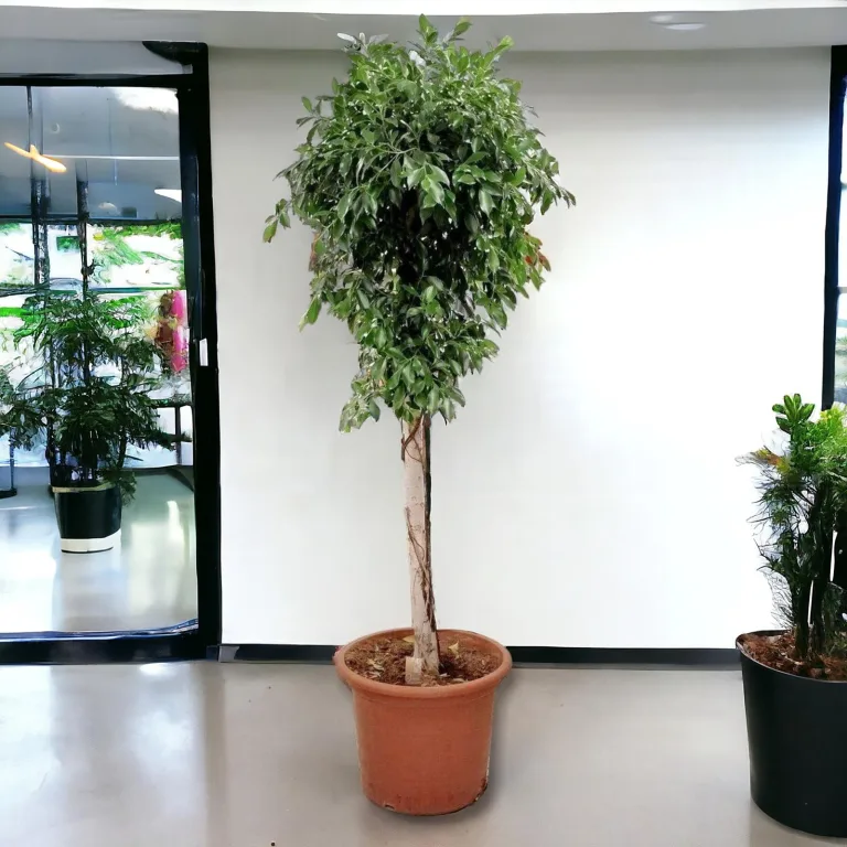 Fikus tępy (Ficus microcarpa 'Nitida') 230cm