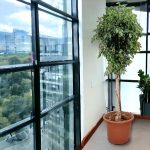 Fikus tępy (Ficus microcarpa 'Nitida') 230cm