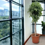 Fikus tępy (Ficus microcarpa 'Nitida') 230cm