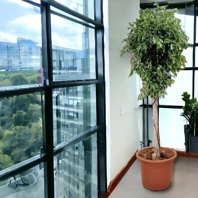 Fikus tępy (Ficus microcarpa 'Nitida') 230cm