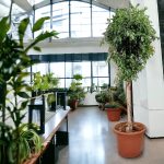 Fikus tępy (Ficus microcarpa 'Nitida') 230cm