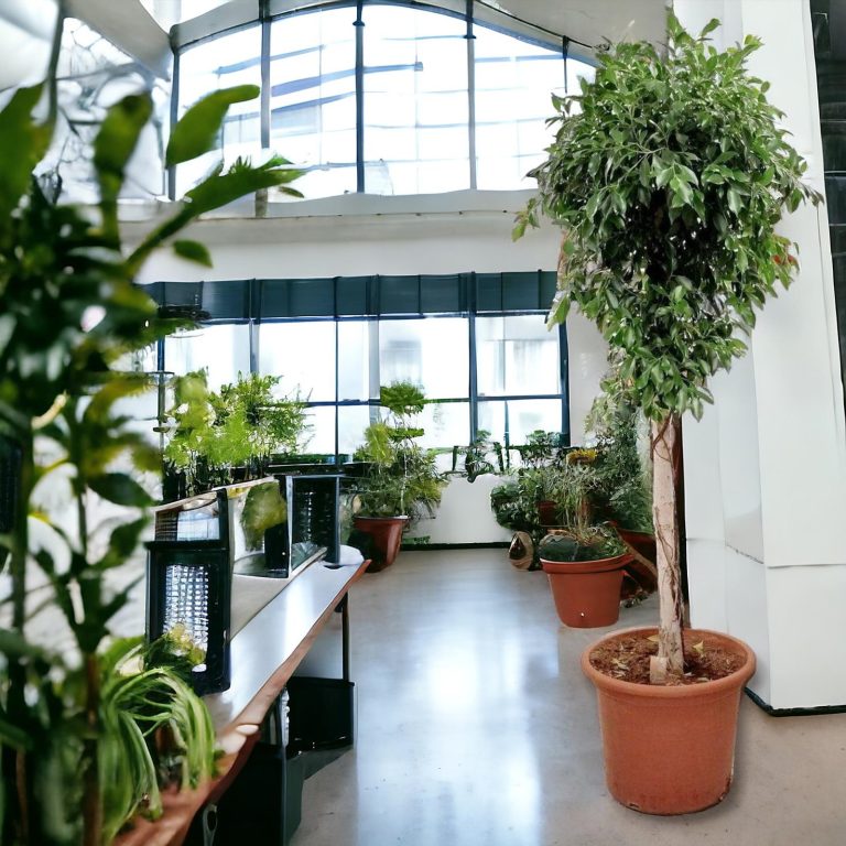 Fikus tępy (Ficus microcarpa 'Nitida') 230cm