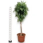 Fikus tępy (Ficus microcarpa 'Nitida') 230cm