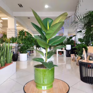 Fikus sprężysty (Ficus elastica 'Robusta') 45cm