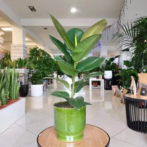Fikus sprężysty (Ficus elastica 'Robusta') 45cm