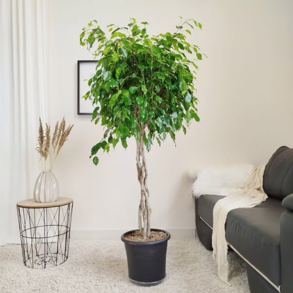 Fikus beniamiński (Ficus benjamina 'Exotica') 145-160cm