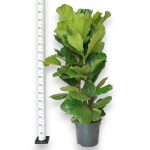 Fikus dębolistny (Ficus lyrata) 160cm