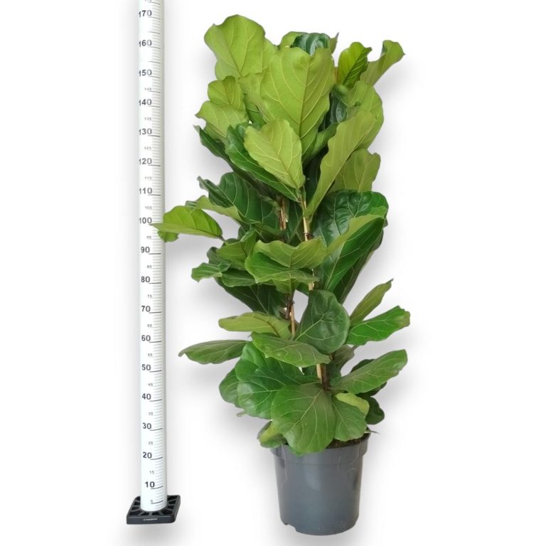 Fikus dębolistny (Ficus lyrata) 160cm