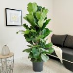 Fikus dębolistny (Ficus lyrata) 160cm