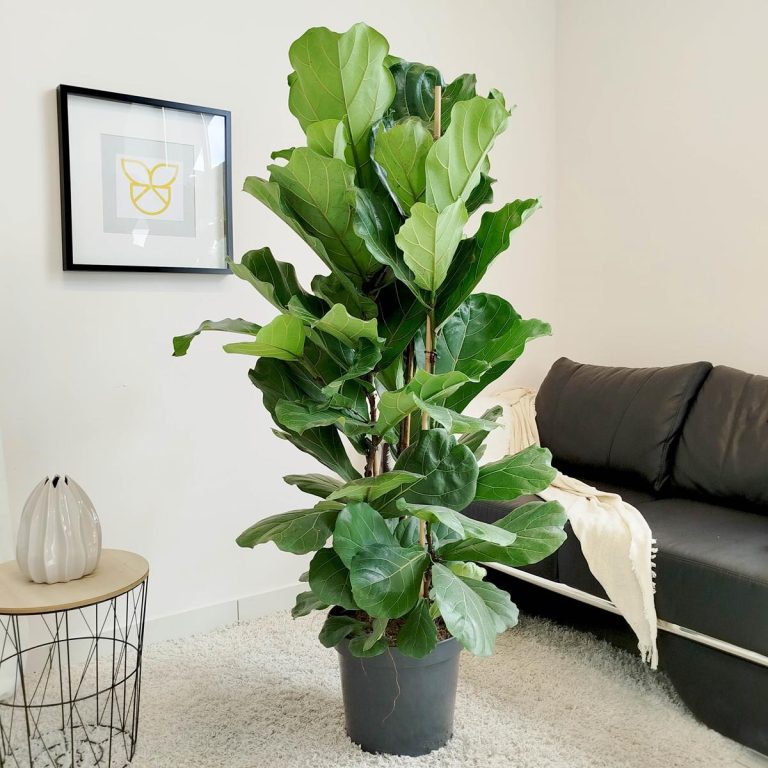 Fikus dębolistny (Ficus lyrata) 160cm