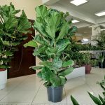 Fikus dębolistny (Ficus lyrata) 160cm