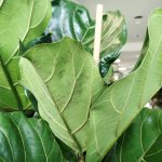 Fikus dębolistny (Ficus lyrata) 160cm